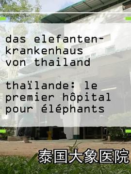 泰国大象医院封面图