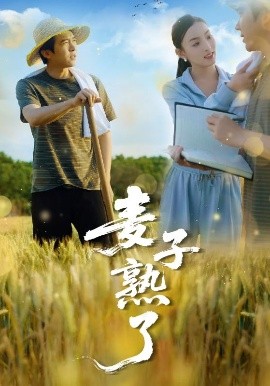 麦子熟了封面图