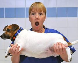 肥宠年度减肥大赛第一季封面图