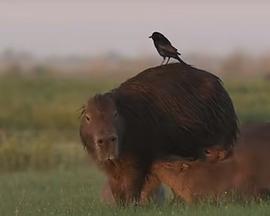 伊维拉湿地水豚封面图