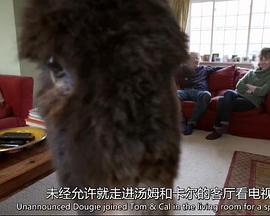 天才狗狗封面图