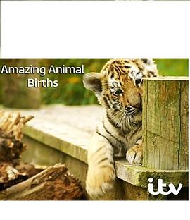 动物出生的奇妙过程第一季封面图