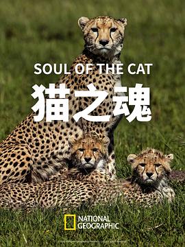 猫之魂封面图