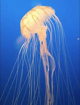 水母的秘密世界封面图