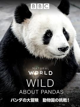 爱上大熊猫封面图