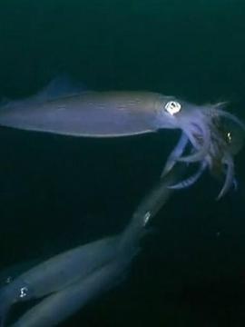 乌贼在一个晚上爱与死亡封面图