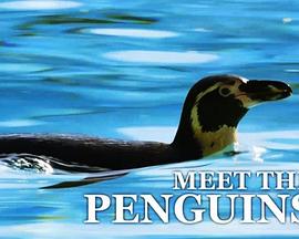 遇见企鹅封面图