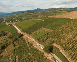 法国葡萄酒大师封面图