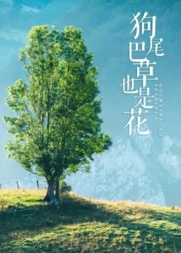 狗尾巴草也是花封面图